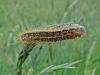 Malacosoma castrensis