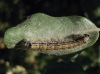 Malacosoma neustria