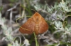 Malacosoma alpicolum