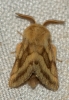 Malacosoma castrensis