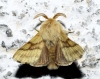 Malacosoma castrensis