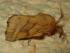 Malacosoma castrensis