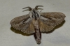 Pachypasa limosa