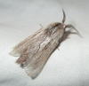 Pachypasa limosa