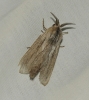 Pachypasa limosa