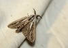Pachypasa limosa