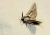 Pachypasa limosa