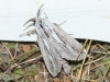 Pachypasa limosa