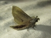Pachypasa limosa