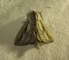 Pachypasa limosa