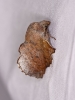 Phyllodesma kermesifolium