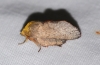 Phyllodesma suberifolium