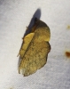 Phyllodesma suberifolium