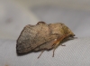 Phyllodesma suberifolium