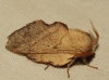 Phyllodesma suberifolium