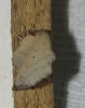 Phyllodesma suberifolium
