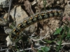 Psilogaster loti