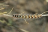 Psilogaster loti