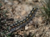 Psilogaster loti