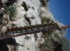 Psilogaster loti