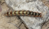 Psilogaster loti