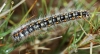 Psilogaster loti