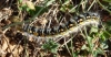 Psilogaster loti