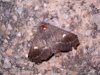 Psilogaster loti