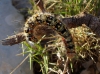Psilogaster loti
