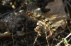 Psilogaster loti