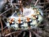 Psilogaster loti