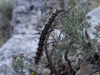 Psilogaster loti