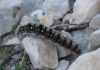 Psilogaster loti