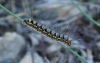 Psilogaster loti