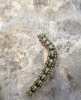 Psilogaster loti