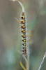 Psilogaster loti