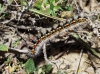 Psilogaster loti