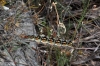 Psilogaster loti