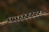Psilogaster loti