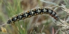 Psilogaster loti