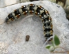 Psilogaster loti