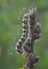 Psilogaster loti