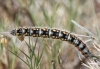 Psilogaster loti
