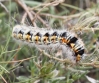 Psilogaster loti