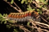 Psilogaster loti