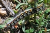 Psilogaster loti