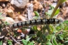 Psilogaster loti