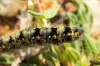 Psilogaster loti