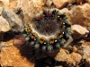 Psilogaster loti