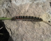 Psilogaster loti